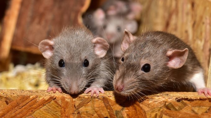 5 astuces de grand-mère pour éliminer les rongeurs