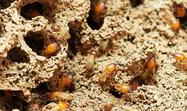 4 astuces efficaces pour se débarrasser des termites dans la maison