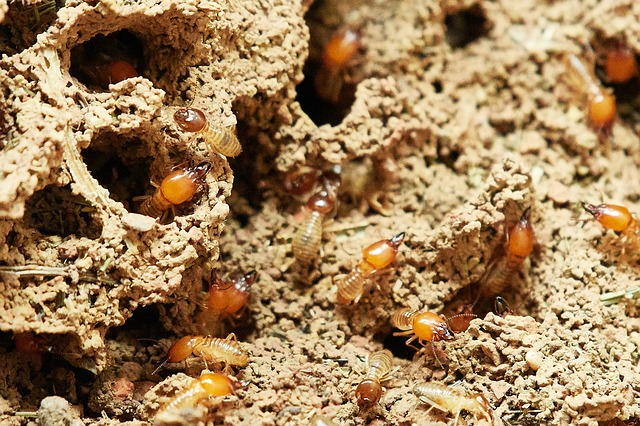 4 astuces efficaces pour se débarrasser des termites dans la maison