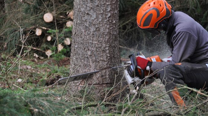 Comment abattre un arbre dans une zone protégée sans violer les réglementations environnementales ?