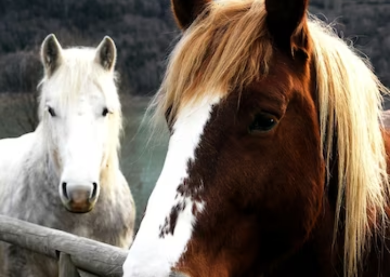 chevaux d'élevage