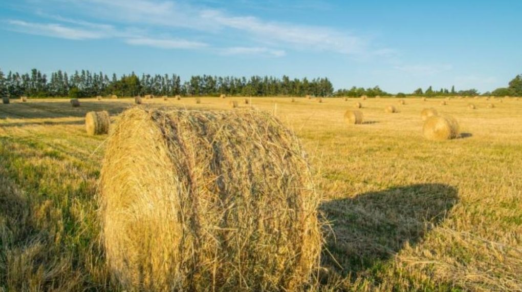 foin pour chevaux